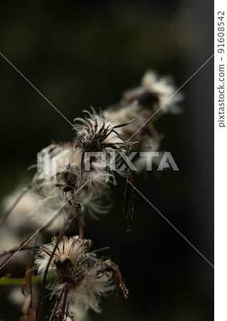 Cotton flower Eriophorum calligraphy vertical position depth Cotton flower Eriophorum calligraphy vertical position depth 91608542