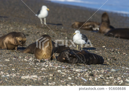 Sea lion puppy, on beach breeding colony,Peninsula Valdes, Patagonia Sea lion puppy, on beach breeding colony,Peninsula Valdes, Patagonia 91608686
