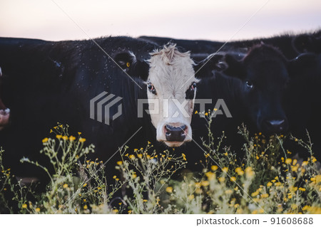 Steers and heifers raised with natural grass, Argentine meat production Steers and heifers raised with natural grass, Argentine meat production 91608688