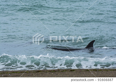 Orca family with baby,Punta Norte nature reserve, Patagonia,Argentina Orca family with baby,Punta Norte nature reserve, Patagonia,Argentina 91608887