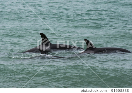 Orca family with baby,Punta Norte nature reserve, Patagonia,Argentina Orca family with baby,Punta Norte nature reserve, Patagonia,Argentina 91608888