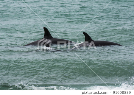 Orca family with baby,Punta Norte nature reserve, Patagonia,Argentina 91608889