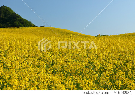 Atsushiokanomachi, Kitakata City, Fukushima Prefecture Aida character Kitagongenmoriko Minokura Kogen Slope rape field Atsushiokanomachi, Kitakata City, Fukushima Prefecture Aida character Kitagongenmoriko Minokura Kogen Slope rape field 91608984