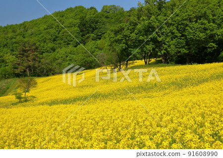 Atsushiokanomachi, Kitakata City, Fukushima Prefecture Aida character Kitagongenmoriko Minokura Kogen Slope rape field Atsushiokanomachi, Kitakata City, Fukushima Prefecture Aida character Kitagongenmoriko Minokura Kogen Slope rape field 91608990