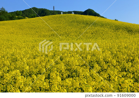 Atsushiokanomachi, Kitakata City, Fukushima Prefecture Aida character Kitagongenmoriko Minokura Kogen Slope rape field Atsushiokanomachi, Kitakata City, Fukushima Prefecture Aida character Kitagongenmoriko Minokura Kogen Slope rape field 91609000