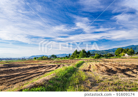 Rural landscape after harvesting wheat Rural landscape after harvesting wheat 91609174
