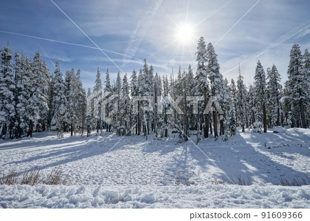 winter snow scene and woods 91609366