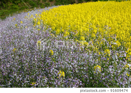 Kitagongenmoriko, Atsushiokanomachi, Kitakata City, Fukushima Prefecture, rape field and light purple flowers on the slope of the Sannokura Kogen flower field Kitagongenmoriko, Atsushiokanomachi, Kitakata City, Fukushima Prefecture, rape field and light purple flowers on the slope of the Sannokura Kogen flower field 91609474