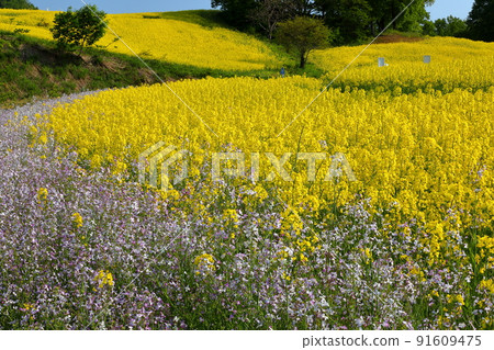 Kitagongenmoriko, Atsushiokanomachi, Kitakata City, Fukushima Prefecture, rape field and light purple flowers on the slope of the Sannokura Kogen flower field Kitagongenmoriko, Atsushiokanomachi, Kitakata City, Fukushima Prefecture, rape field and light purple flowers on the slope of the Sannokura Kogen flower field 91609475