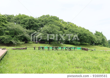 埼玉市大宮第二公園鳶尾花田風光 埼玉市大宮第二公園鳶尾花田風光 91609581