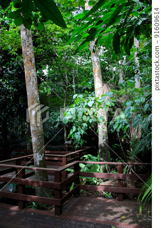 Ishigakijima Maibara的八重山棕櫚社區 Ishigakijima Maibara的八重山棕櫚社區 91609614