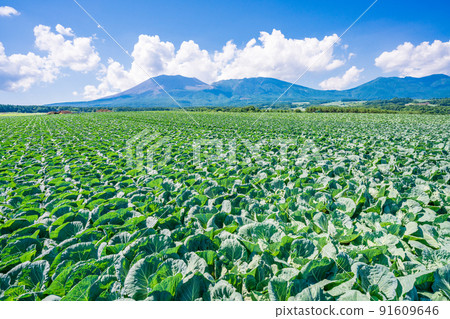 (Gunma Prefecture) A cabbage field in Tsumagoi Village with Mt. Asama in the background 91609646