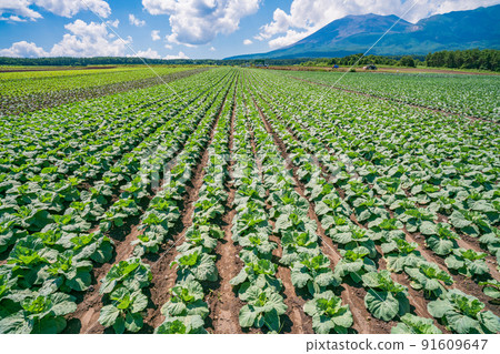 (Gunma Prefecture) A cabbage field in Tsumagoi Village with Mt. Asama in the background 91609647