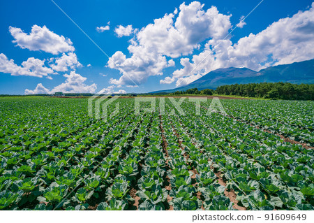 (Gunma Prefecture) A cabbage field in Tsumagoi Village with Mt. Asama in the background 91609649