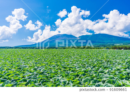 (Gunma Prefecture) A cabbage field in Tsumagoi Village with Mt. Asama in the background 91609661