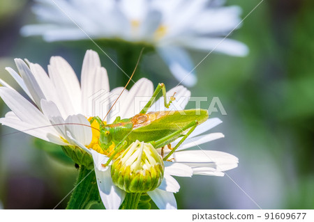Locusts on a flower. Agricultural pest 91609677