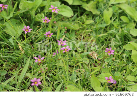 Crowd of Sisyrinchium flowers 91609768