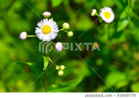 野菊花 野菊花 91609770