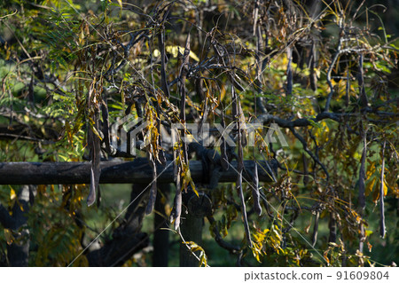 植物生命圈連接到城市中的下一個綠色 91609804