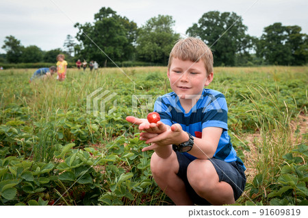 Happy kid boy picking strawberries. Kids pick fresh fruit on organic strawberry farm. Children gardening and harvesting. Toddler kid eating ripe healthy berry. Outdoor family summer fun in country. 91609819