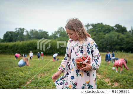 Beautifull kid in a dress pick up and eating strawberry in the field. Little child girl picking strawberries with other people. Strawberry field open for all people. Pay and pick up Beautifull kid in a dress pick up and eating strawberry in the field. Little child girl picking strawberries with other people. Strawberry field open for all people. Pay and pick up 91609821