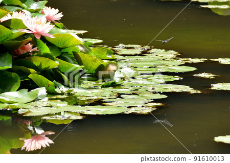 Water lily 91610013