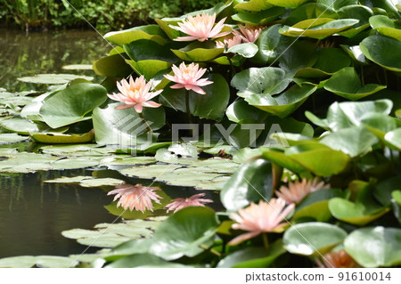 Water lily 91610014