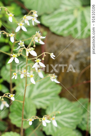 White flowers of Saxifraga stolon that grow in clusters 91610106