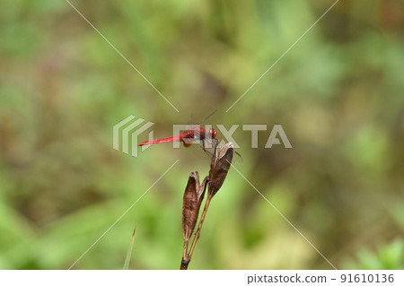 Red dragonfly 91610136