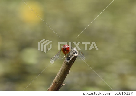 Red dragonfly 91610137