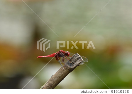 Red dragonfly 91610138