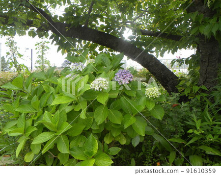 Summer flowers Hydrangea flowers have bloomed Summer flowers Hydrangea flowers have bloomed 91610359