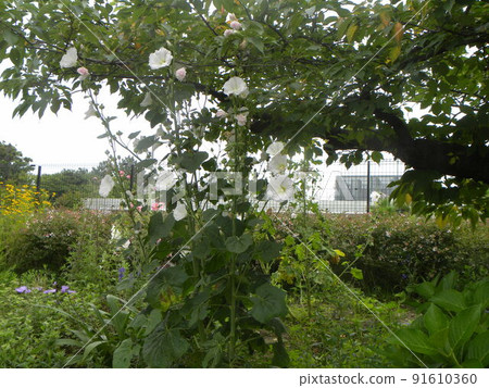 Kojima Hana no Kai White flowers of hollyhocks in the flower field 91610360
