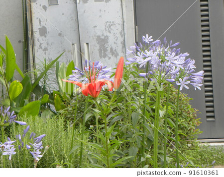 百子蓮藍色花和百合花紅色花 91610361