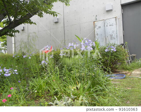 百子蓮藍色花和百合花紅色花 百子蓮藍色花和百合花紅色花 91610363