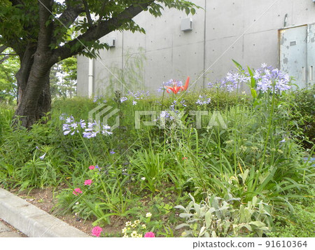 百子蓮藍色花和百合花紅色花 百子蓮藍色花和百合花紅色花 91610364