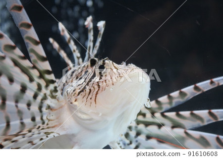 Hanamidokashigo 91610608