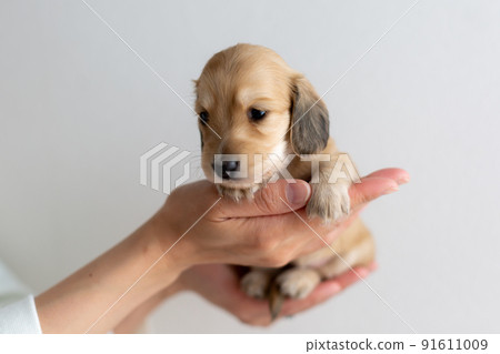 Puppy Kaninhen Dachshund 91611009