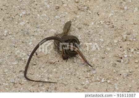 蜥蜴交配 蜥蜴交配 91611087