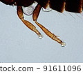 Micrograph of the legs of a fellow thrips (100x) 91611096