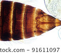 Micrograph of the abdomen (100x) of a thrips companion 91611097