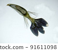 Micrograph of Shaggy soldier tongue-shaped flower (40 times or less) 91611098