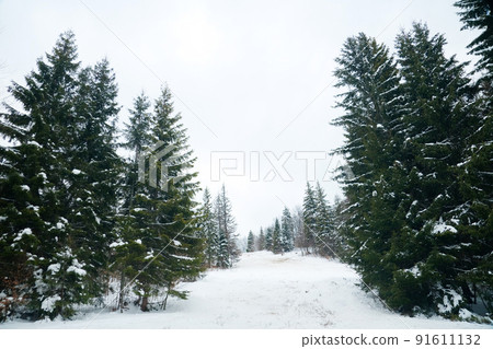 View from the top of mountain on forest in frost and low cloud. View from the top of mountain on forest in frost and low cloud. 91611132