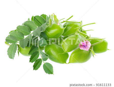 Green chickpeas in the pod with green leaves and flowers, isolated on white background. Cicer arietinum. Clipping path. 91611133