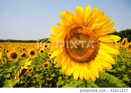 Sunflower fields with sunflower are blooming on the background of the sky on sunny days and hot weather. Sunflower is a popular field planted for vegetable oil production. 91611137