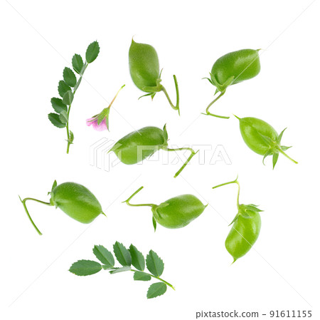 Green chickpeas in the pod with green leaves and flower, isolated on white background. Cicer arietinum. Clipping path. Top view. Green chickpeas in the pod with green leaves and flower, isolated on white background. Cicer arietinum. Clipping path. Top view. 91611155