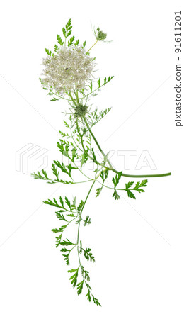 Wild carrot or Daucus carota, flowers isolated on white background. Medicinal herbal plant. Wild carrot or Daucus carota, flowers isolated on white background. Medicinal herbal plant. 91611201
