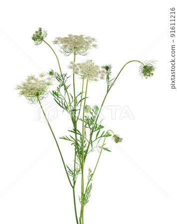 Wild carrot or Daucus carota, flowers isolated on white background. Medicinal herbal plant. Wild carrot or Daucus carota, flowers isolated on white background. Medicinal herbal plant. 91611216