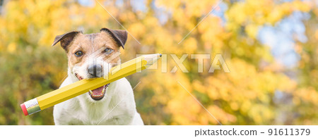 Panoramic portrait of clever dog holding in mouth big pencil with Fall yellow leaves at background. Back to school concept. 91611379