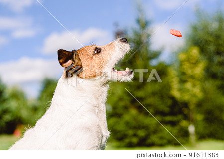 Dog sitting in profile catching in air juicy piece of fresh watermelon treat 91611383